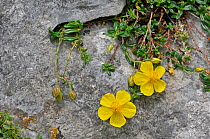 Common Rock Rose (Helianthemum nummularium) in flower on rocks, Picos de Europa, Spain