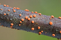 Coral Spot Fungus (Nectria cinnabarina) on branch, England