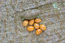 Cream Spot Ladybird (Calvia 14-guttata) Clustered on trunk of Beech tree. Surrey, England. April