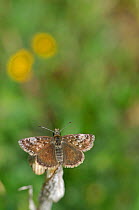 Dingy Skipper Butterfly (Erynnis tages) male. Picos de Europa, northern Spain.