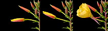 Evening Primrose (Oenothera sp) flower opening in evening - three exposures over 20 minutes. Surrey, England.