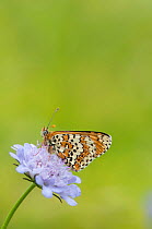 Glanville Fritillary butterfly (Melitaea athalia) Picos de Europa, northern Spain. June