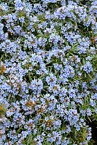 Mass of blue flowers (Lithodora zahnii) in botanic garden, from southern Greece. Surrey, England.