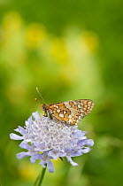 Marsh Fritillary butterfly (Euphydryas aurinia) feeding on nectar from Small Scabious (Scabiosa columbaria), Picos de Europa, northern Spain. June