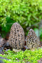 Morel Fungus (Morchella esculenta) cultivated, UK