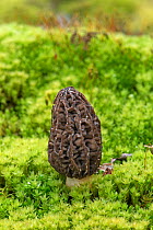 Morel Fungus (Morchella esculenta) cultivated
