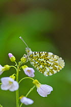 Orange Tip Butterfly (Anthocharis cardamines) on food plant, Cuckoo Flower (Cardamine pratensis) and newly laid eggs on the stems of the plant, Surrey, May