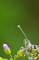 Orange Tip Butterfly (Anthocharis cardamines) on food plant, Cuckoo Flower (Cardamine pratensis) and newly laid eggs on the stems of the plant, Surrey, May