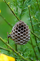 Paper Wasp (Polistes gallicus) nest, in early stages of construction, Picos de Europa, northern Spain. June