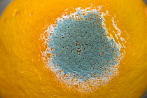 Mould (Penicillin italicum) growing on a Satsuma (Citrus unshiu)