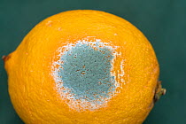 Mould (Penicillin italicum) growing on a Satsuma (Citrus unshi)