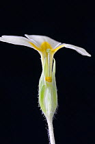 Primrose (Primula vulgaris) pin eyed specimen with protruding stigma, as opposed to protruding stamens (known as thrum eyed)