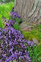 Purple Toothwort (Lathraea clandestina) in botanic garden, Surrey, England. May.