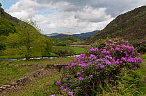 Rhododendron (Rhododendron x. superponticum) flowering, invasive species, Snowdonia National Park, North Wales Wales