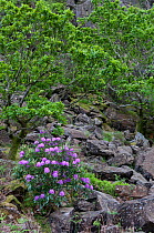 Rhododendron (Rhododendron x. superponticum) growing on slope of mountain. Snowdonia National Park, North Wales Wales