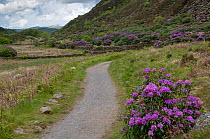 Rhododendron (Rhododendron x. superponticum) invasive species, growing next to pathway, Snowdonia National Park, North Wales Wales
