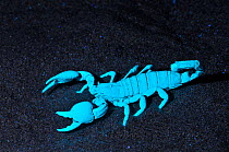 Emperor Scorpion (Pandinus imperator) fluorescing under ultraviolet light