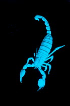 Emperor Scorpion (Pandinus imperator) fluorescing under ultraviolet light