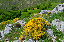 Spanish Broom (Genista hispanica) in flower, Picos de Europa, northern Spain.