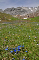 Spring Gentian (Gentiana verna) in flower in valley with snow and melt water from the mountains in the background, Picos de Europa, northern Spain. June.
