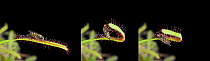Cape Sundew (Drosera capensis) sequence showing capture of fly. Digital composite