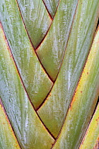 Travellers Tree (Ravenala madagascariensis) close-up of the leaves