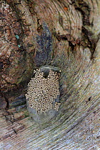 Vapourer Moth (Orgyia antiqua) cocoon, with eggs laid on outside. Surrey, April.