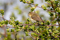 Chiffchaff (Phylloscopus collybita) singing in Hawthorn hedge, Cheshire, UK, April.