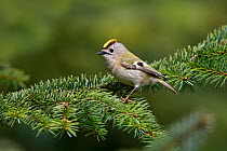 Goldcrest (Regulus regulus) perched singing in conifer forest, North Wales, UK, May.