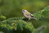 Goldcrest (Regulus regulus) perched in conifer forest, North Wales, UK, May.