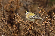 Goldcrest (Regulus regulus) perched on dead Gorse bush at edge of conifer forest, North Wales, UK, May.
