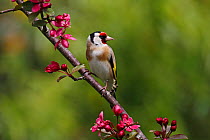 Goldfinch (Carduelis carduelis) perched on blossom in garden, Cheshire, UK, May.