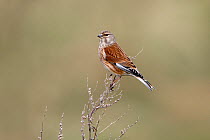 Linnet (Carduelis cannabina) male perched in field, Wirral, Merseyside, UK, April.