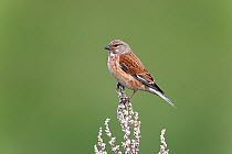 Linnet (Carduelis cannabina) male perched in field, Wirral, Merseyside, UK, May.