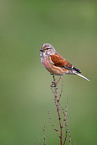 Linnet (Carduelis cannabina) male perched in field, Wirral, Merseyside, UK, May.