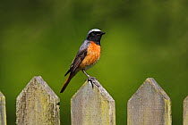 Common Redstart (Phoenicurus phoenicurus) male perched on cottage garden gate, North Wales, UK, June.