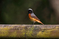 Common Redstart (Phoenicurus phoenicurus) male perched on fence in cottage garden, North Wales, UK, June.
