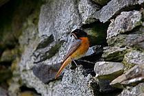 Common Redstart (Phoenicurus phoenicurus) male perched at nest entrance in wall of old building with food for young, North Wales, UK, June.