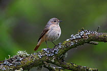 Common Redstart (Phoenicurus phoenicurus) female perched in woodland, North Wales, UK, June.
