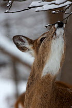 White-tailed deer (Odocoileus virginianus) sniffing snow covered tree, New York, USA, in snow