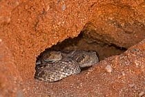 Western Diamond-backed Rattlesnakes (Crotalus atrox) emerging from winter hibernation site, Sonoran desert, Arizona, USA March
