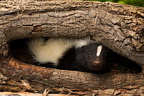 Striped skunk (Mephitis mephitis) in tree hollow, Ithaca, New York, May