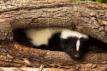 Striped skunk (Mephitis mephitis) in tree hollow, Ithaca, New York, May