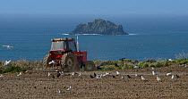 Mixed flock of Herring gulls (Larus argentatus) and Rooks (Corvus frugilegus) following a tractor ploughing a clifftop field with the sea in the background, Trebetherick, Cornwall, UK, April.
