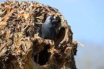 Jackdaw (Corvus monedula) standing at the entrance to its nest hole in a pollarded willow trunk, Gloucestershire,UK, April.