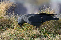 Jackdaw (Corvus monedula) foraging for insects on grassy clifftop, Polzeath, Cornwall, UK, April.