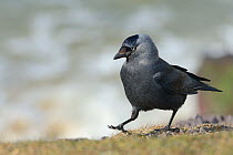 Jackdaw (Corvus monedula) foraging on grassy clifftop, with a rough sea in the background, Polzeath, Cornwall, UK, April.