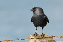 Jackdaw (Corvus monedula) standing on a clifftop fence post with the sea in the background, Polzeath, Cornwall, UK, April.