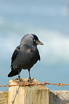 Jackdaw (Corvus monedula) standing on a clifftop fence post with the sea in the background, Polzeath, Cornwall, UK, April.