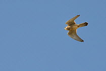 Kestrel (Falco tinnunculus) in flight overhead, Cornwall, UK, April.
